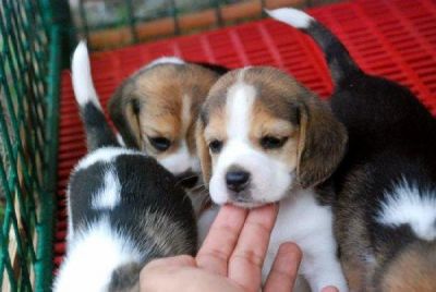 catelusi din rasa Beagle  700 ron
