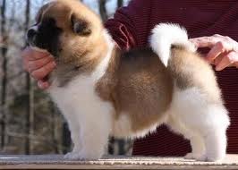 Vand pui Akita American