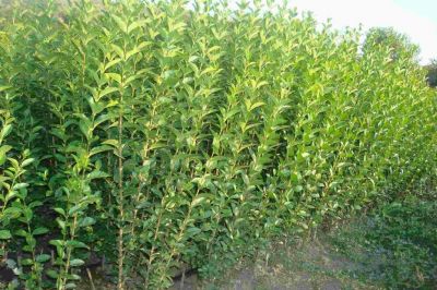 Vand plante ornamentale
