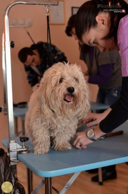 Curs Frizerie Canina Tulcea