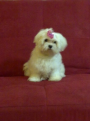 bichon maltez albi talie minii 800. ron.