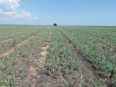 Producator vand usturoi romanesc