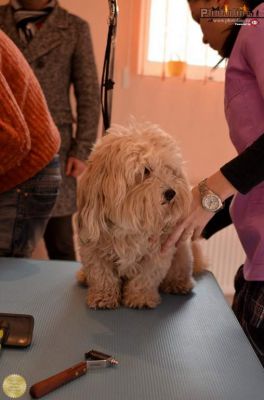 Curs De Frizerie Canina Bucuresti, servicii gratuite de tuns spalat aranjat catei si pisici