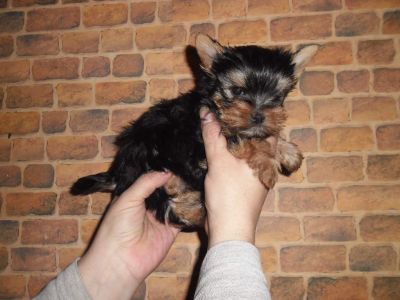 oferim catei spre vanzare  Yorkshire terrier