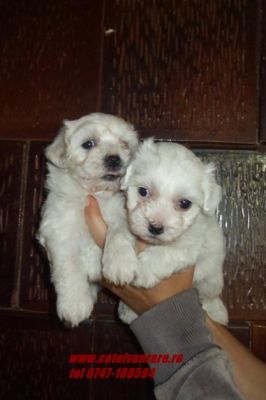Vand Bishon Maltese,bolognese,frise si havanese