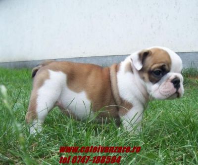 Vand catei Bulldog englez si francez.