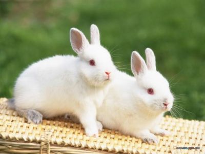 menaj si ingrijire animale germania