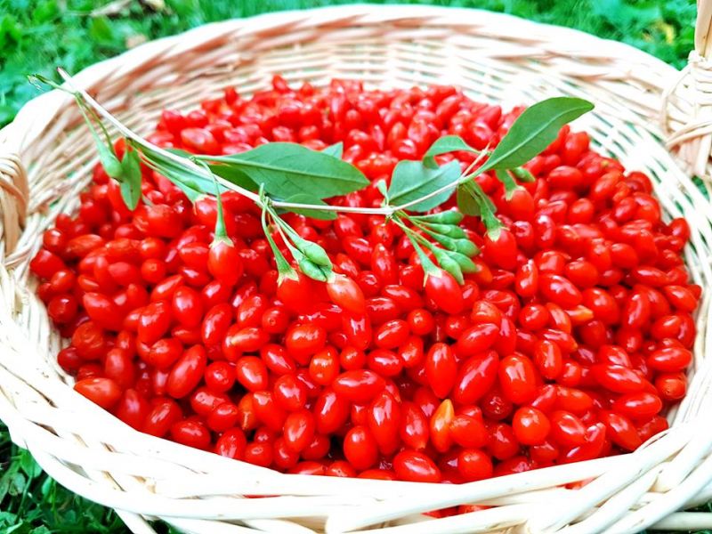 Plante goji de calitate livrate cu certificat de calitate si factura