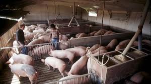 ANGAJAM PERSONAL CALIFICAT SI NECALIFICAT IN GERMANIA PENTRU FERME DE ANIMALE SALARIU 1100 EUR/LUNA