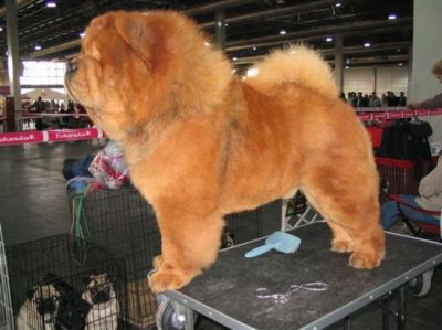 Pui Chow Chow cu pedigre Pui Chow Chow cu pedigre
