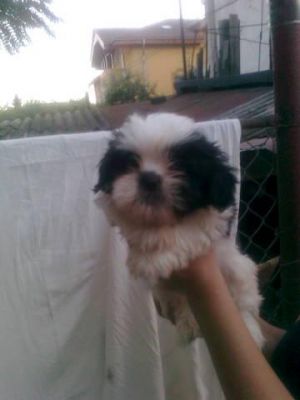 Pui shih-tzu