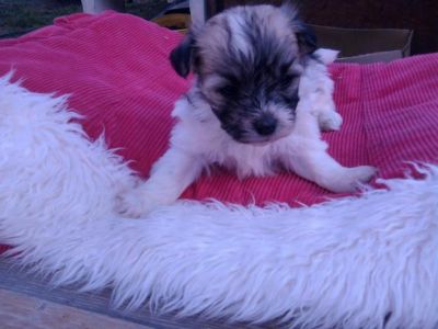 Vand catei Bishon havanese 7 saptamini