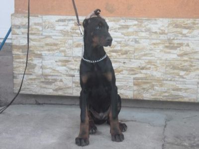 Vand pui Doberman