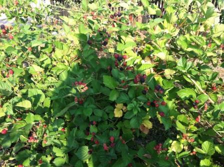 Vand butasi mur inradacinati soiul Thornfree