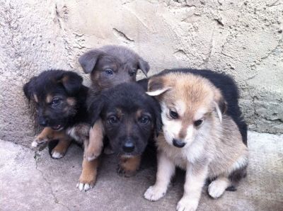 Vand urgent pui ciobanesc german