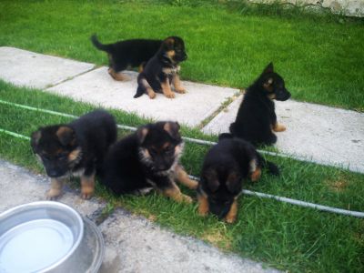 canisa NIZZA HUND vinde pui ciobanesc german cu pedigree