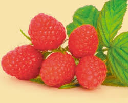 Vand arbusti fructiferi, vita de vie