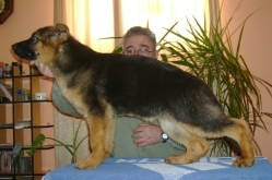 pui ciobanesc german