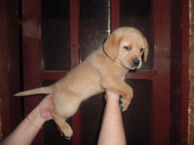 Vand catei Labrador rettriewer
