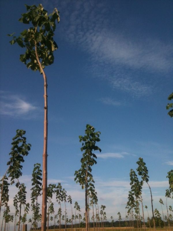 Plantatii Paulownia 