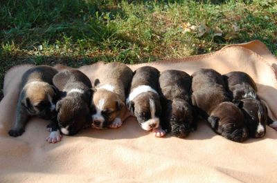 Catei amstaff disponibili