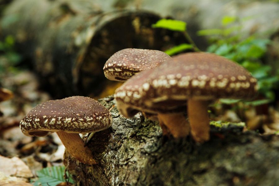 Oferim spre vanzare produse ecologice, obtinute prin permaculture la preturi accesibile