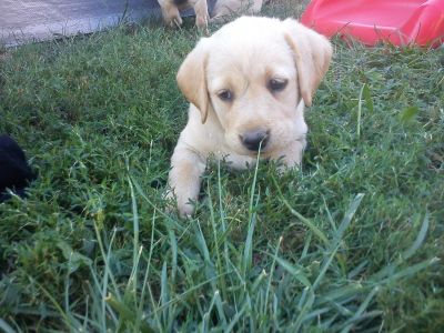 Labrador..de 7 saptamini