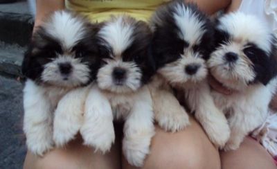Catei Shih-tzu de 7 saptamini diverse culori.cu Pasaport,microcip 