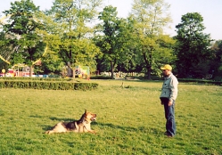 Scoala dresaj caini pensiune canina felina