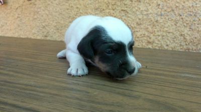  jack russel terrier