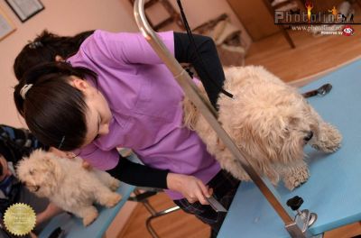 Curs Groomer Bucuresti