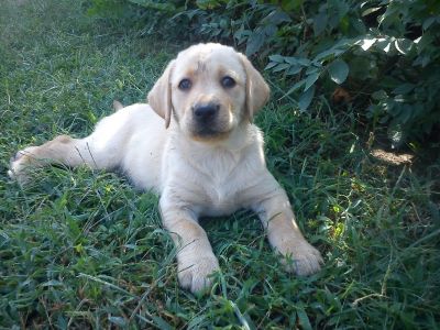 Labrador   de vanzare diverse culori 