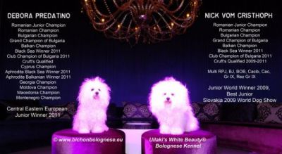 Pentru pretentiosi - Puiuti bichon bolognese cu Pedigree din Multicampioni