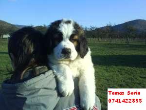 Vand catei saint bernard cu pedigree