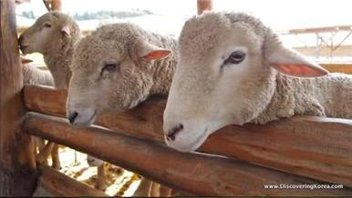 Ferme de animale 1200