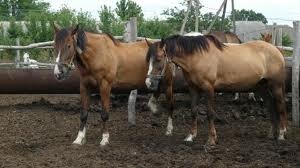 Deplasari imediate la ferme in Germania