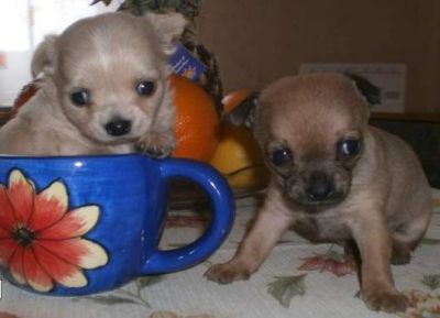 Cihuhua diverse culor pret 1100 ron