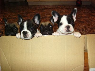 Vand catei Bulldog francez diverse culori