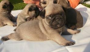 Mops