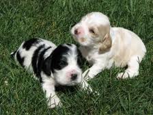 Vand pui Cocker Spaniel