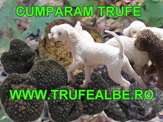 Trufe, cumparam trufe in orice cantitate