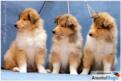 Pui collie