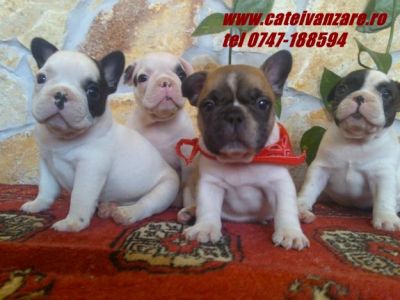 Vindem catei Buldog Francez si Englez.