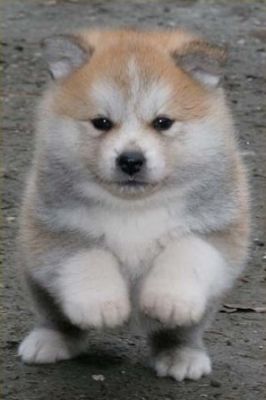 Vand pui Akita Inu