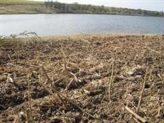 Vanzare teren Belciugatele Lac Valea Iazurilor 7Ha
