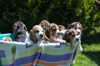 Vand catei rasa beagle tricolor