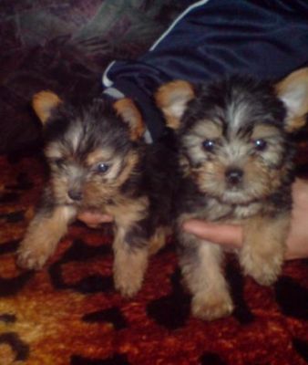 Yorkshire terrier.