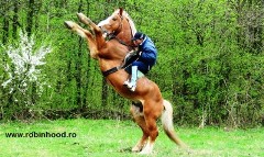 Vanzare cai de rasa si vanzare ponei-robinhood.ro