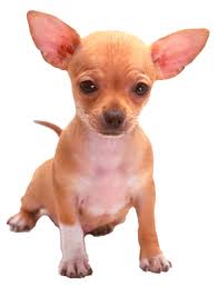  Chihuahua 
