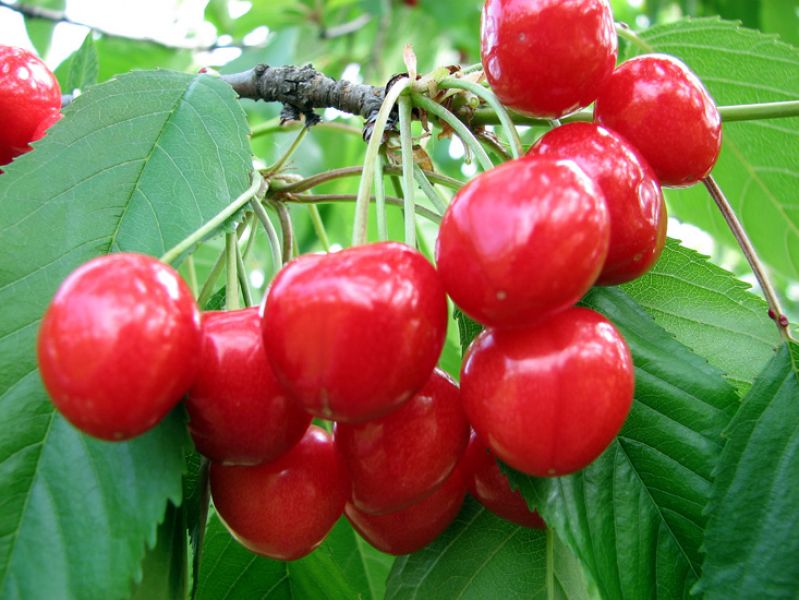 PEPINIERA POMICOLA � Inmultim/comercializam pomi, vita-de-vie, arbusti fructiferi si trandafiri.